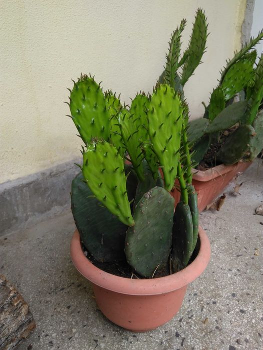 Саксии с незамръзващ кактус