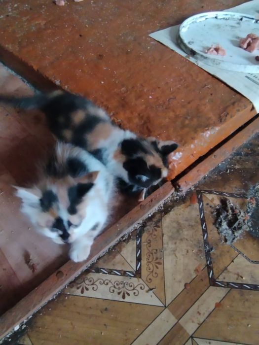 Отдам котят разные.