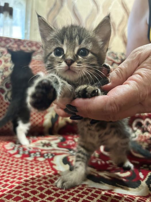 Котята в добрые руки