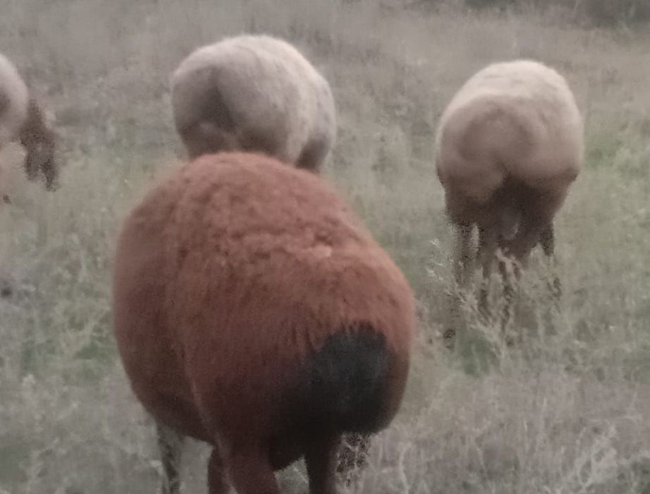 Семіз Қой сатылады