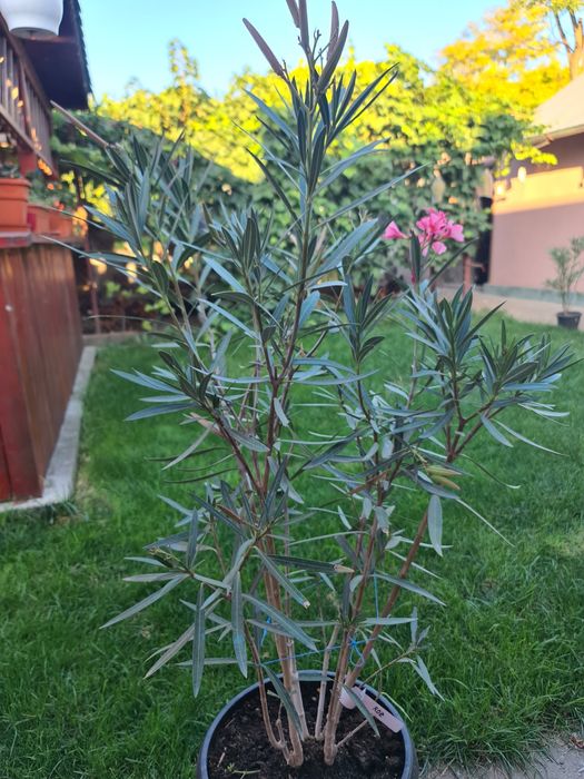 Leandrii de vânzare