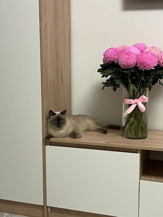 кошка 1 год всего