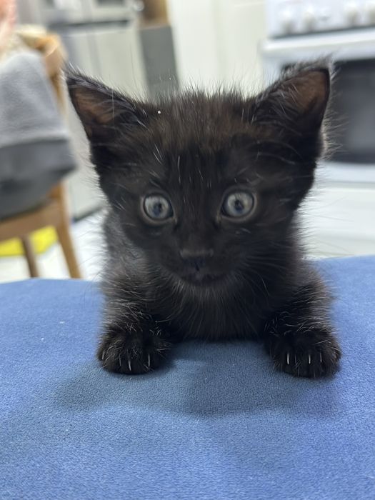 Красивые котята бесплатно