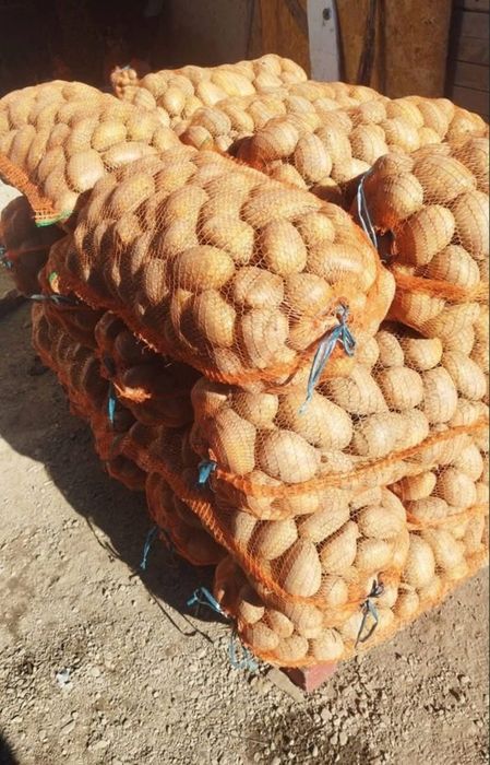 Vând cartofi de animale