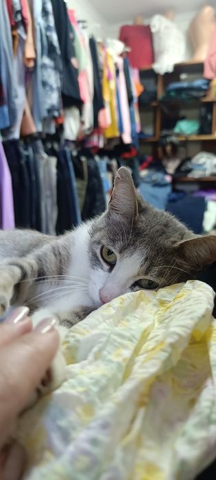 Кошечка в добрые руки.