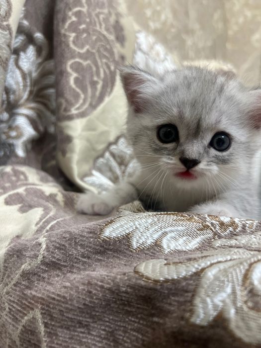 Серебристая Шиншилла