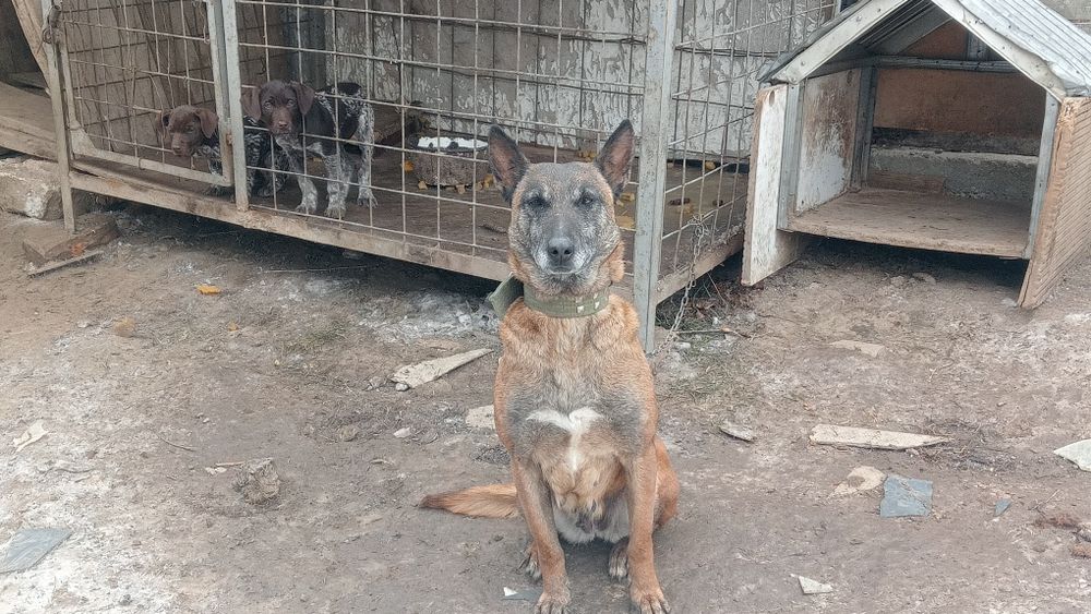 Малинуа сука без док