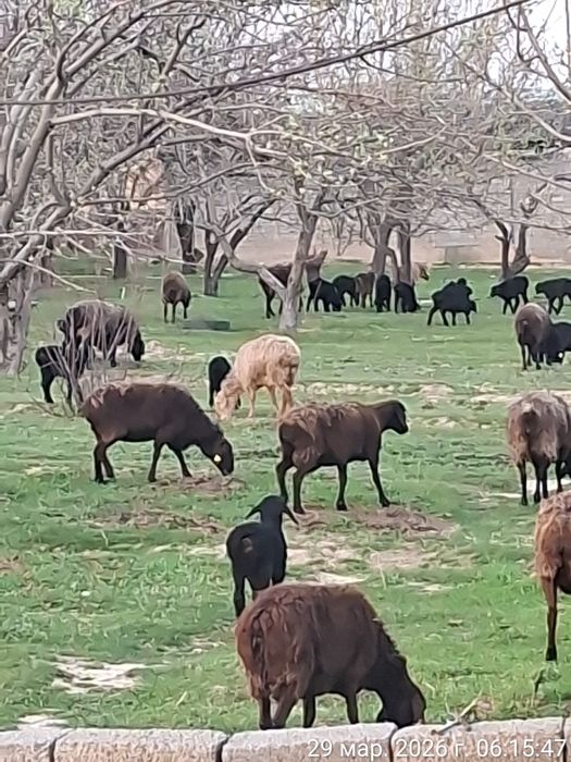 150 000 тг  Козылы койлар 24 бас !