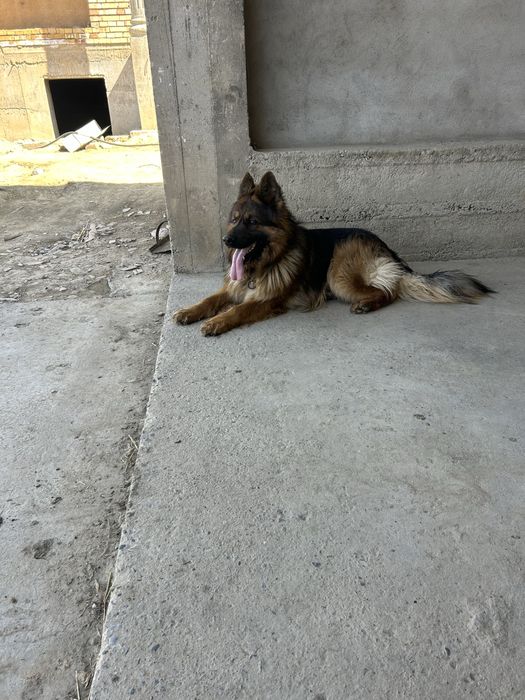 Немецкая овчарка (кобель)