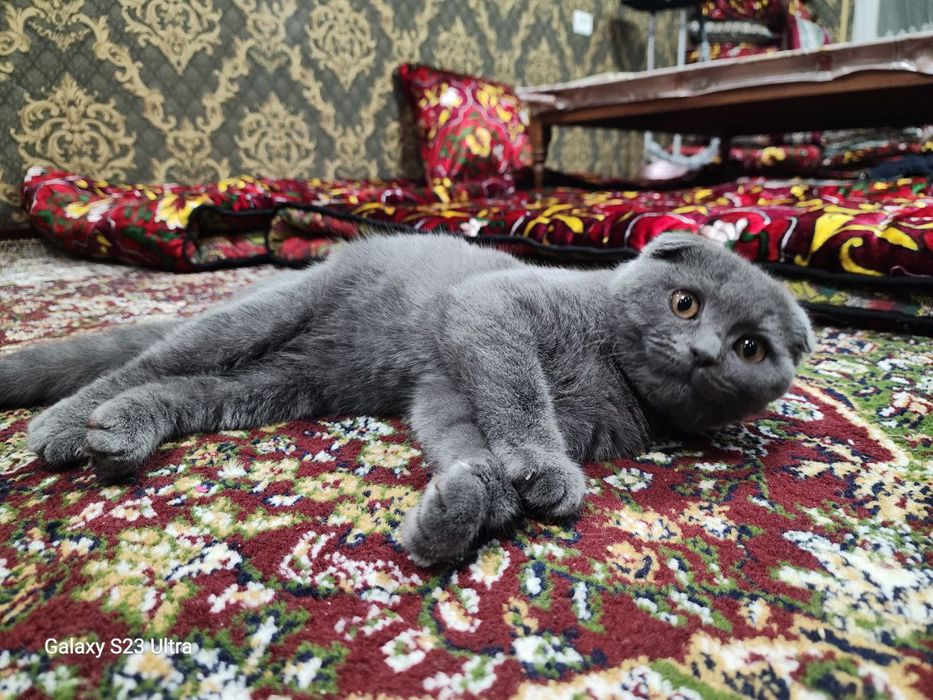 Шикарный шотландский вислоухий котенок (Скоттиш-фолд), 4 месяца
