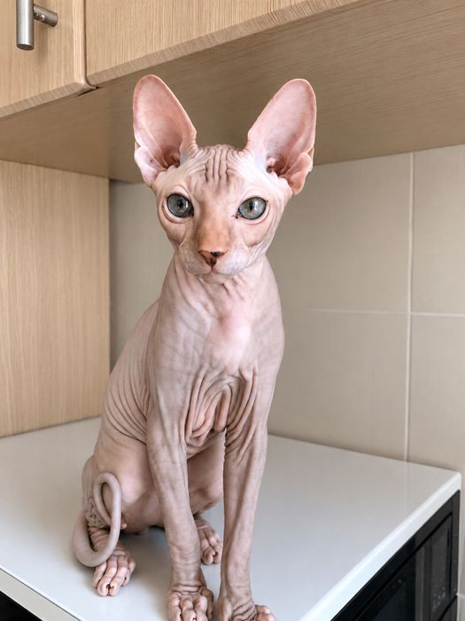 Котята Канадский сфинкс