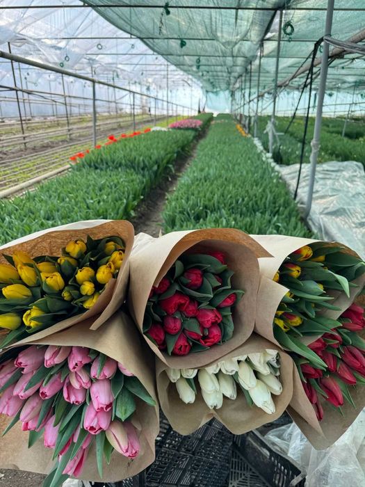 Премиальные местные тюльпаны оптом