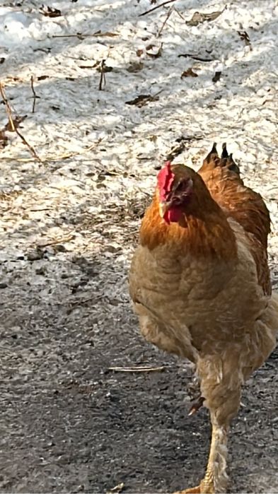 Продам петухов молодых.