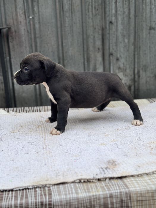 Femela amstaff rasa pura !