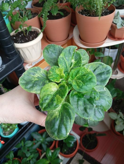 Продам комнатные растения