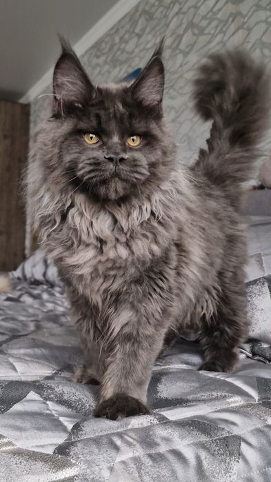 Котёнок мейн-кун девочка.  Рассрочка каспий 0-0-12