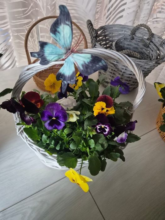 Цветы в корзинках с Виолами на 8 марта!