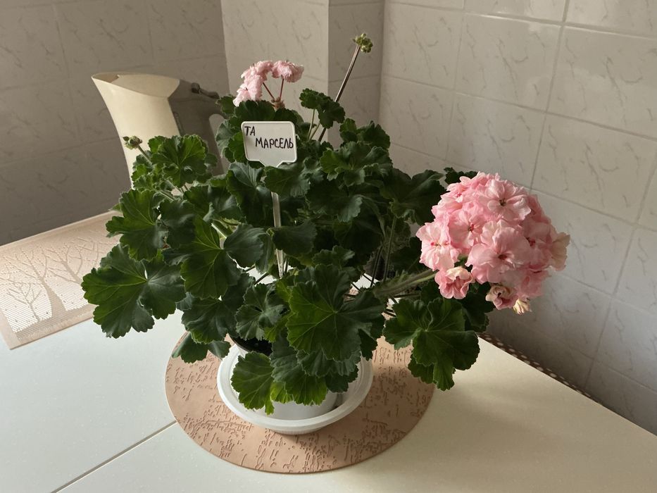 Пеларгония ТА Марсель