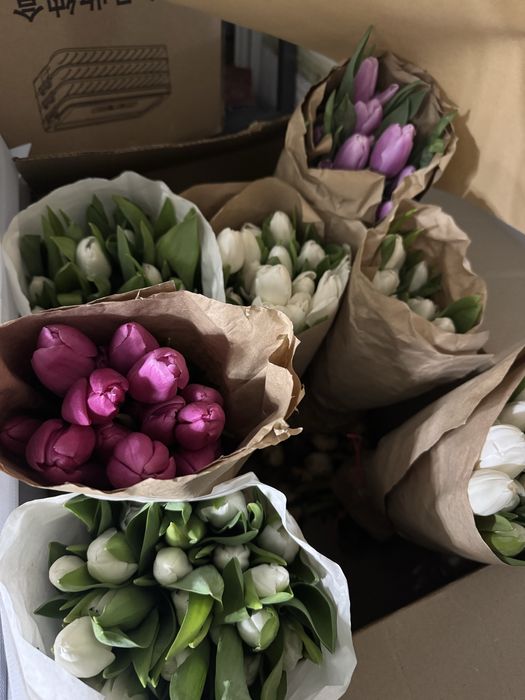 Продам опт тюльпаны балхаш