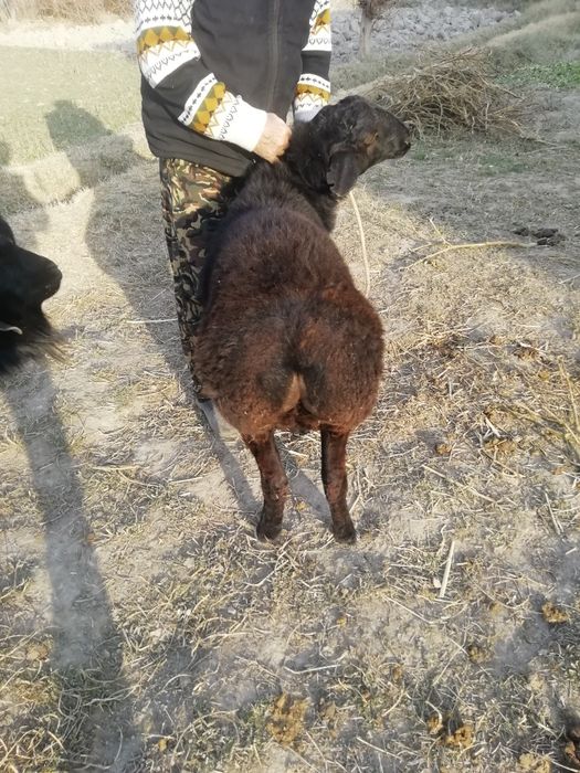 Yalangoch kokraklardan boshqa hech narsa