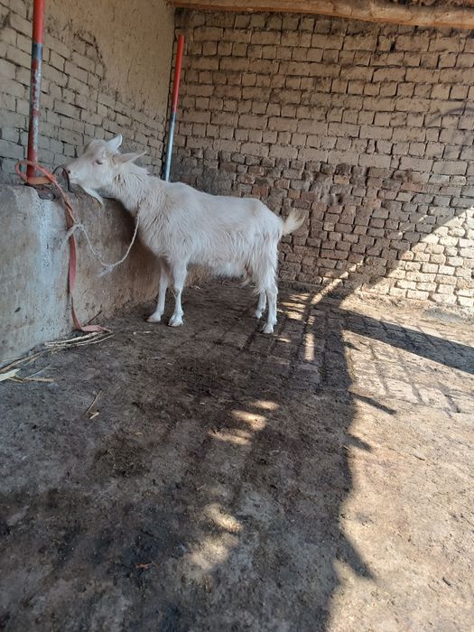 Ечки яхши порода