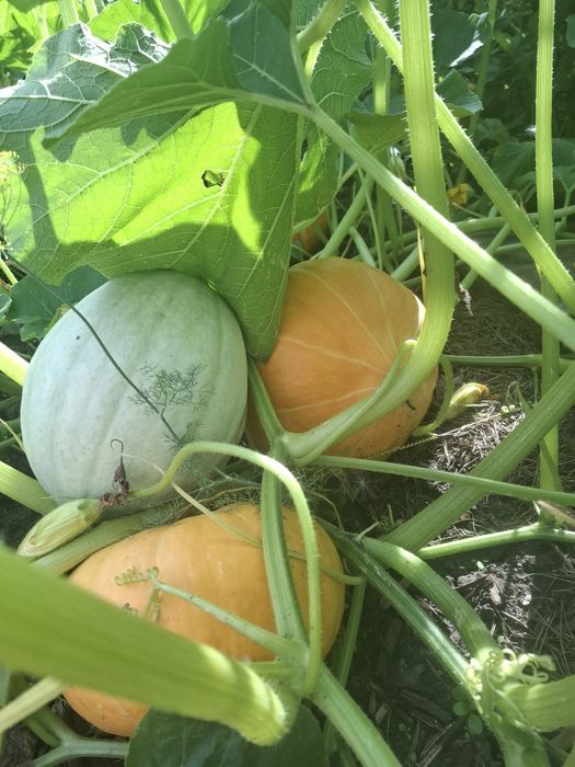 Продам тыкву сладкую