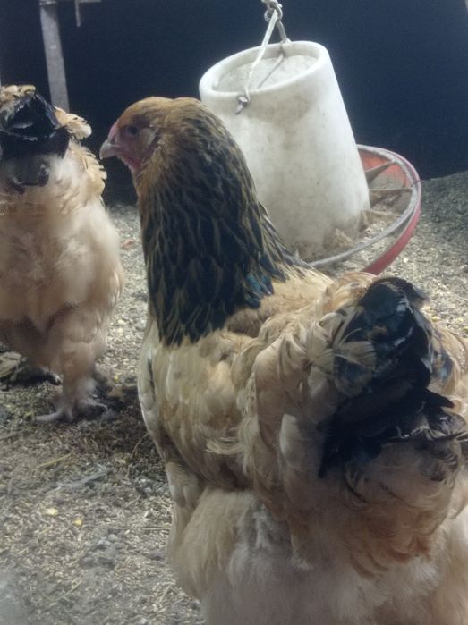 Инкубационные яйца палевых брам