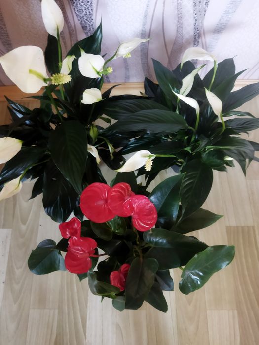 Комнатные цветы в ассортименте