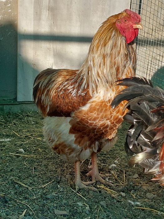 Продам породных петухов