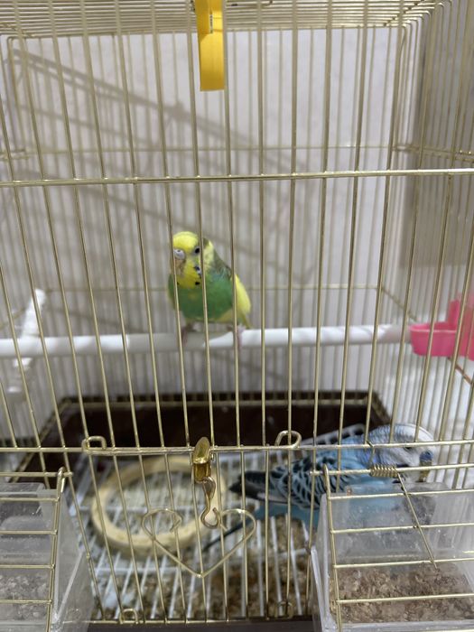 Продается папугай