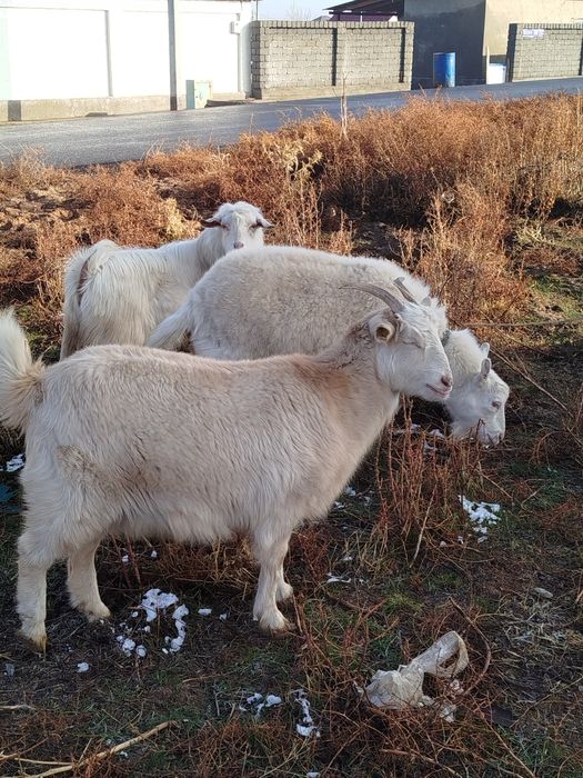 Ешкілер сатылады