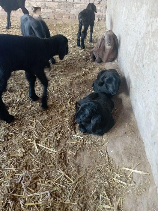 Куйлар сотилади тугган ва бугоз