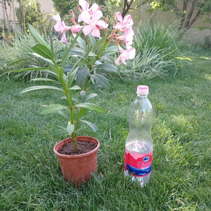 Олеандр розовый / Pushti rangli Tol guli (Nerium oleander pink)
