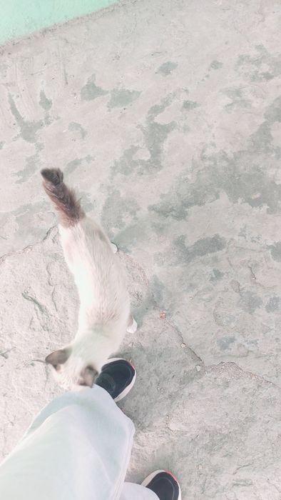Котенок девочка бесплатно