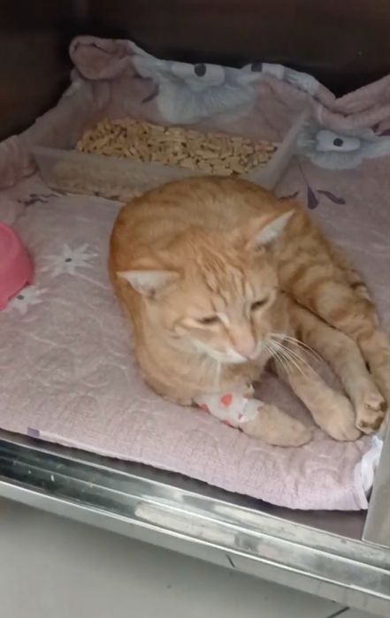 Рыжий котик ищет дом
