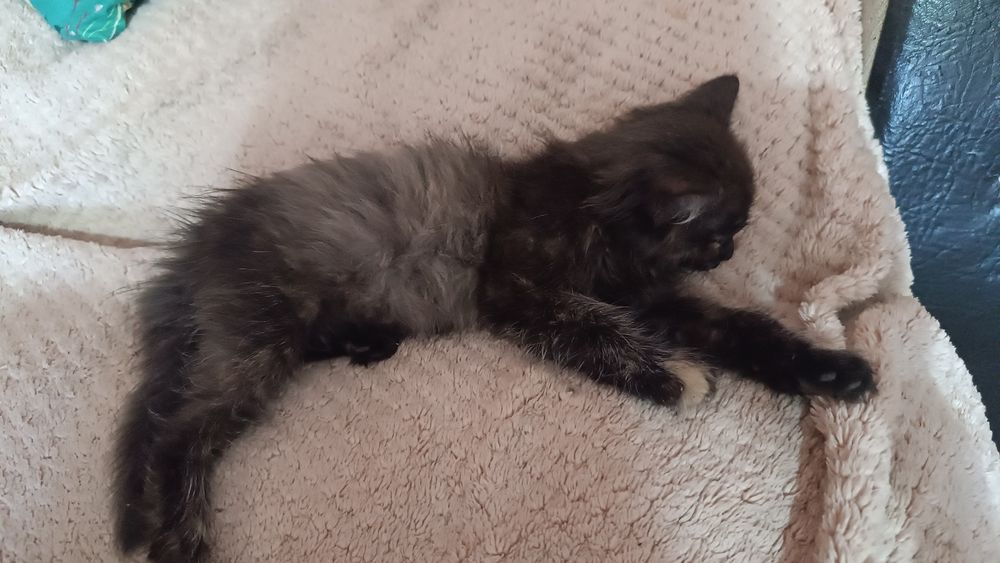 Отдам котенка в добрые руки