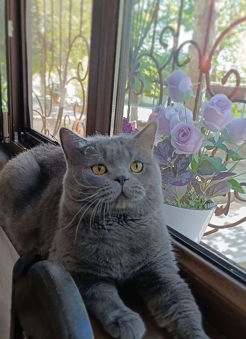 Продажа. Кот породы скоттиш страйт Барни 2 года.