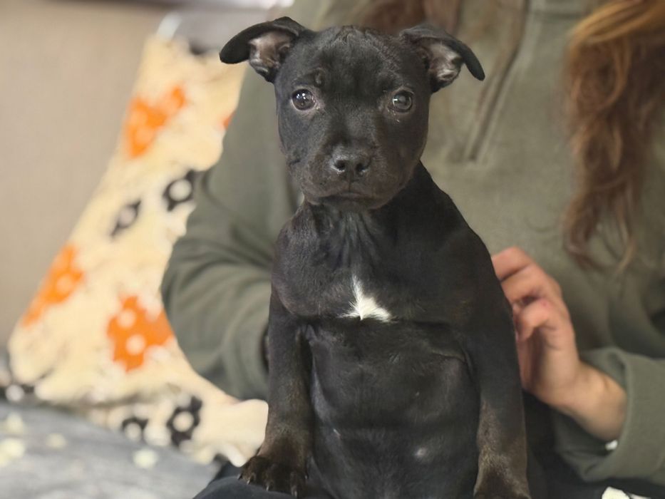 Femela  Staffordshire Bull Terrier