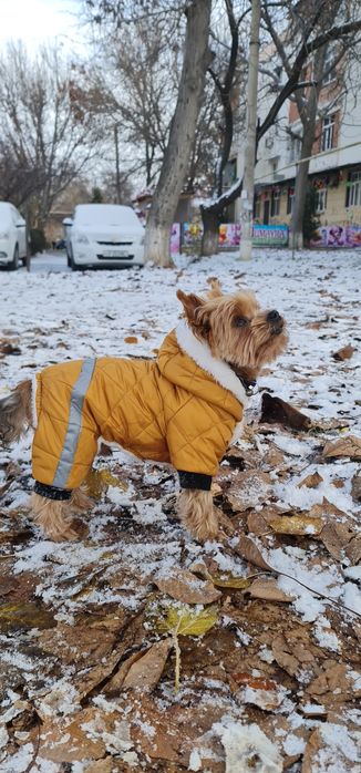 Одежда для собаки от TURKAN.