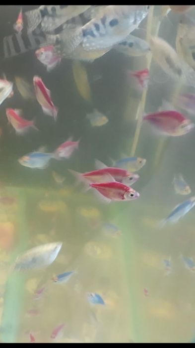 Рыбки акквариумные