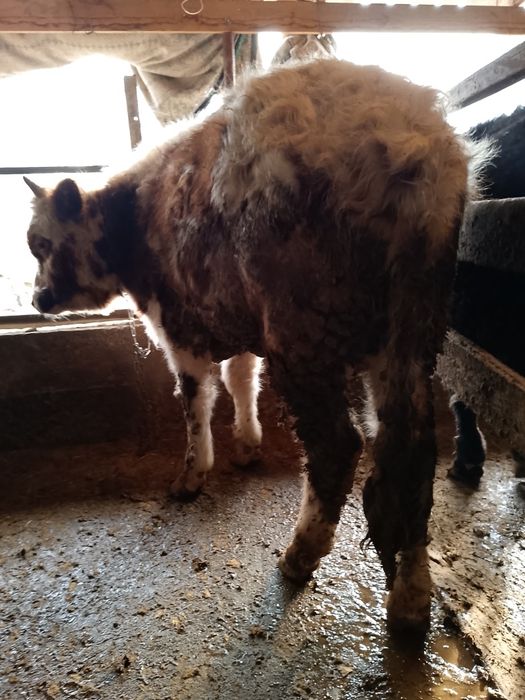 Продается бички аптити хорошо