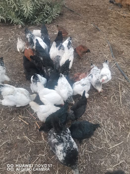 Brama xuroz tovuq sotamiz