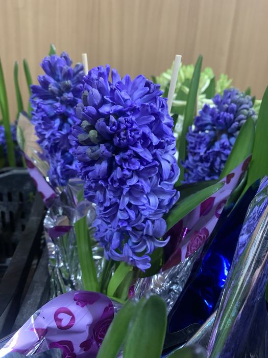 Геацинт  весенний цветок