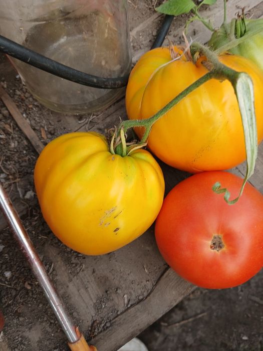 Продам помидоры домашние