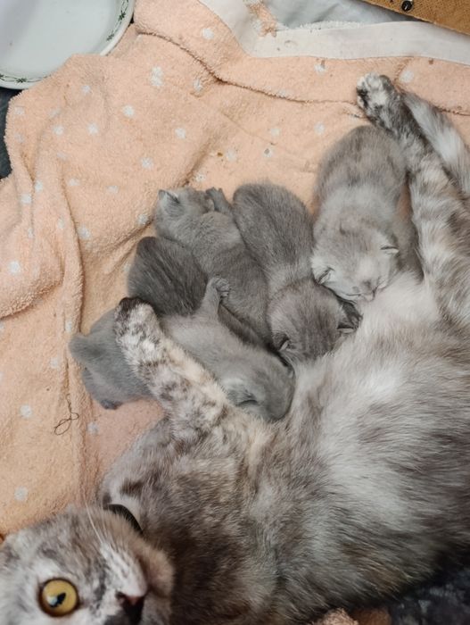 Бронь котят шотландские