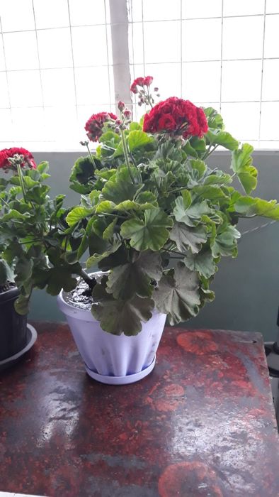 комнатные цветы.