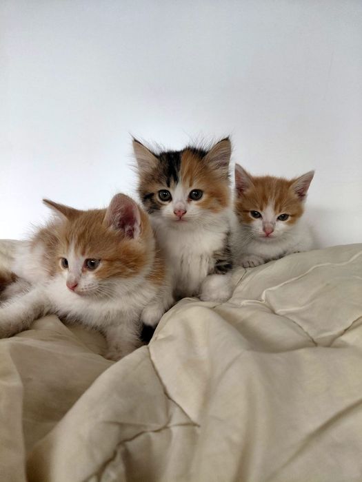 Отдам котят в добрые руки