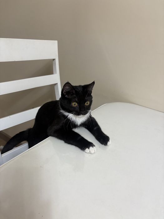 Котенок девочка