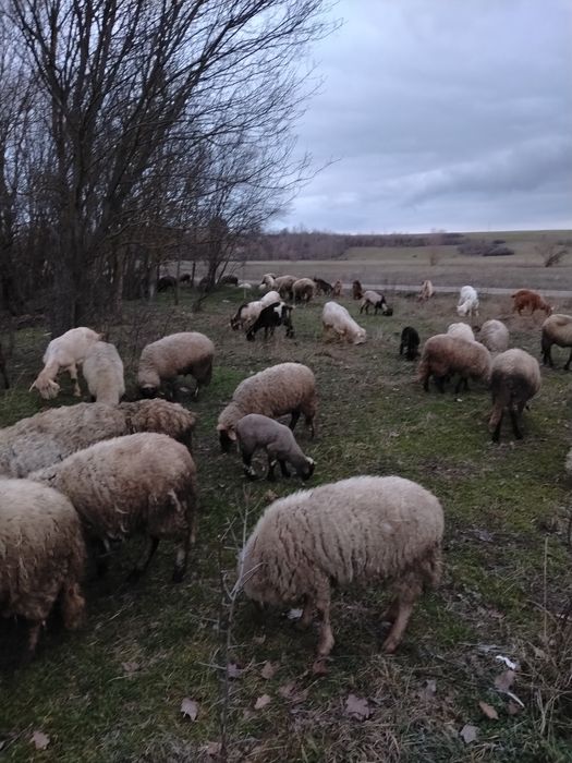 Vând Oi și Carabase și Suffoik și miei și Berbec  și Capre și iezi și