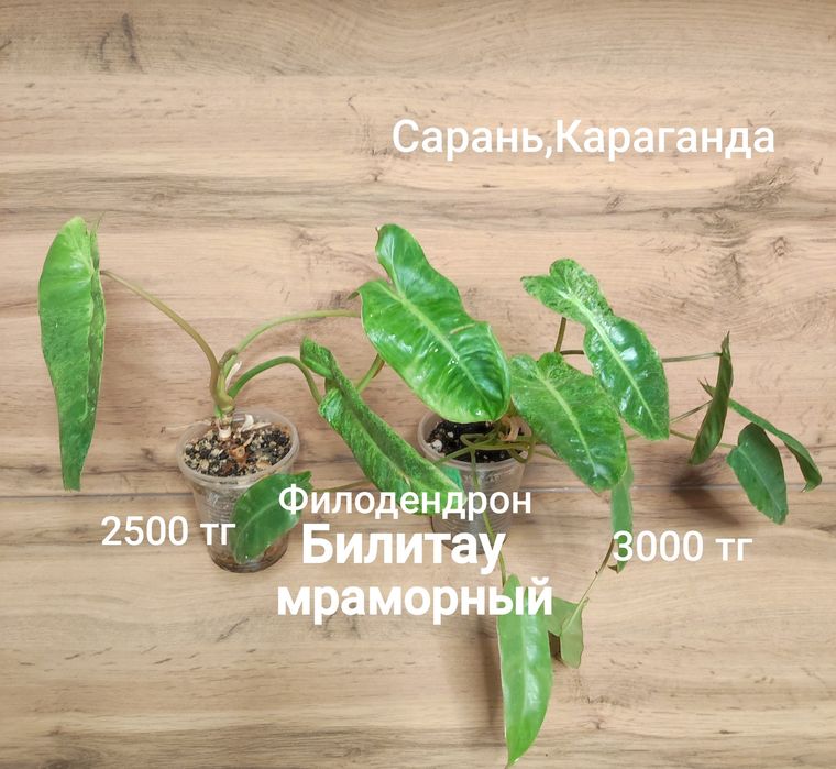 Филодендрон разный